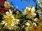 Beautiful light yellow oleander flower with blurred blue and red background