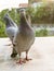 Beautiful lighting shot of speed racing pigeon bird standing on