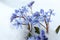 Beautiful lilac alpine squill flowers growing through