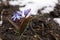 Beautiful lilac alpine squill flowers growing outdoors. Space for text