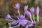 Beautiful lilac autumn flowers on a blurred background in the park