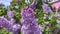 Beautiful lilac in bloom close-up, brush of lilacs in the wind, Lilac flowers bunch background