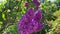 Beautiful lilac in bloom close-up, brush of lilacs in the wind, Lilac flowers bunch background