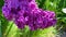 Beautiful lilac in bloom close-up, brush of lilacs in the wind, Lilac flowers bunch background