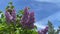 Beautiful lilac in bloom close-up, brush of lilacs in the wind, Lilac flowers bunch background