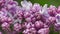 Beautiful lilac blooming natural background