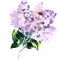 Beautiful lilac branch, bouquet of flowers, spring blossoming flower, Syringa vulgaris, isolated, hand drawn watercolor