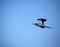 Beautiful Lilac Breasted Roller flying high above the African plains