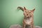 beautiful lilac devon rex cat with green eyes on green background