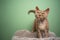 beautiful lilac devon rex cat with green eyes on green background