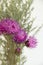 Beautiful lilac field cornflower and gray wormwood on white background close up.