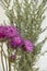 Beautiful lilac field cornflower and gray wormwood on white background close up.