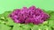 Beautiful lilac. Floral romantic spring background. Branches of flowering or blossoming lilac.