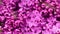 Beautiful lilac. Floral romantic spring background. Branches of flowering or blossoming lilac.