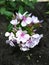 Beautiful lilac flower grew in the garden