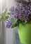 Beautiful lilac flower at home stylish