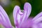 Beautiful lilac flower with water drop