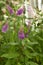Beautiful lilac flowers on a background of green leaves. Blooming lilac flowers. Green plants blooming purple buds. The flowers gr
