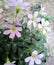 The beautiful lilac flowers of Oxalis debilis