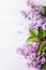 Beautiful lilac flowers on white background