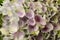 Beautiful lilac hortensia flowers as background, closeup