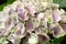 Beautiful lilac hortensia flowers as background, closeup