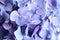 Beautiful lilac hortensia flowers as background, closeup