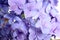 Beautiful lilac hortensia flowers as background, closeup