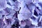 Beautiful lilac hortensia flowers as background, closeup