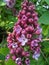 Beautiful lilac inflorescences