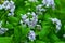 Beautiful lilac Lunaria flowers closeup on green grass background