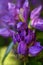 beautiful lilac rhododendron buds blossom . extreme macro shot. art shot with selective focus and blurs