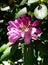 Beautiful lilac rhododendron flower in the garden