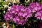 Beautiful lilac rhododendron flower in the garden