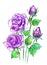 Beautiful lilac roses on a white background