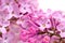 Beautiful Lilac (Syringa) Flowers Close-Up