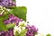 The beautiful lilac on white background. Place to insert text. Spring background. Flat, top view. Background for social networks