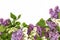 The beautiful lilac on white background. Place to insert text. Spring background. Flat, top view. Background for social networks