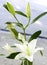 Beautiful lilies close-up in a bouquet. A little white lily close-up.