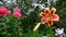 Beautiful lilies and phlox in garden