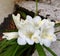 Beautiful lilies in spring garden