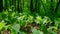 Beautiful lilies of the valley in the forest. Convallaria majalis. Wide shot.