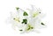 Beautiful lilies on white background