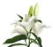 Beautiful lilies on white background.