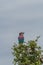 A beautiful Lillac breasted Roller perching In Savanna