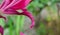 Beautiful lily flower on a background of green leaves. Lily flowers in the garden.