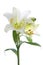 Beautiful lily flowers on white. Luxury white easter lily flower with long green stem isolated on white background.