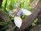 Beautiful Lily of Misiones flowered in a tropical garden perched on a trunk