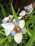 Beautiful Lily of Misiones flowered in a tropical garden perched on a trunk