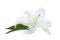 Beautiful lily on white background